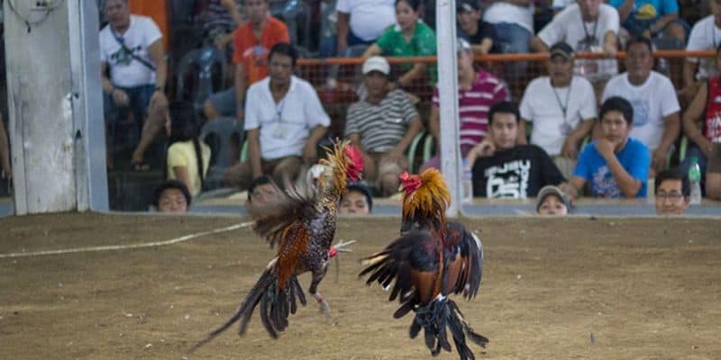 Khái quát thông tin cơ bản về đá gà cựa dao